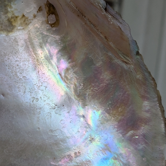 Pink Mussel Shells-Bundle- 6 Shells - Picture 6 of 9